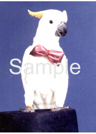 BIRN01.jpg